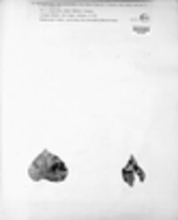 Phacidium lauri image